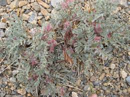 Image result for Astragalus callistachys