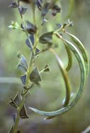 Image result for "Acacia mooreana"