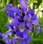 File:<b>Iris</b> (<b>plant</b>).jpg