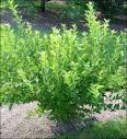 <b>Blueberry plant</b>