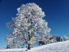 SNOW covered tree