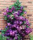 Custom Garden Designs - Great Resources - Vines