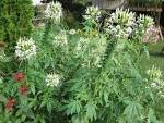 The White <b>Cleome</b> | Mel's Green Garden
