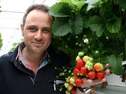 Schön rot: Ralf Hensen aus Mömerzheim zeigt, welche Erdbeeren reif sind und welche nicht. Foto: Henry. Der Grund: Das Frühjahr war im Vergleich zum letzten ... - imgshow-1-