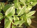 File:<b>Tradescantia</b>.albiflora.