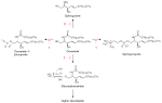ceramide metabolism and