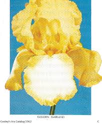 Image result for Iris
  ( Golden Crimping Iris )