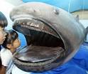 Elusive megamouth shark snared in Mexico - Cosmos Magazine