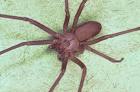 BROWN RECLUSE Spider - 5 Lies About the BROWN RECLUSE Spider