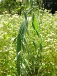<b>Avena sativa</b> L.