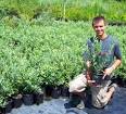 Austin <b>Blueberry Plant</b>