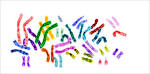 one person's <b>chromosomes</b>.