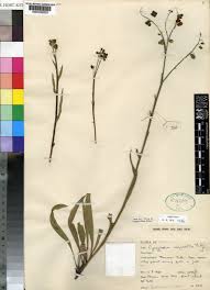 Image result for Cynoglossum aequinoctiale