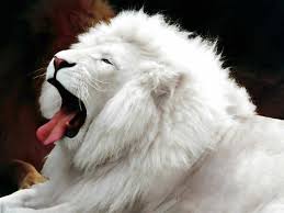 ¿ que clase de leon te gusta ,mas? Images?q=tbn:ANd9GcSqVUWwOcxrrLmvJ6ULyGikS-DuUmspUv-LRiozo5EZQrZTQDzX9g