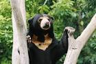 Wellington Zoo - Malayan Sun bears