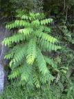 <b>cedrela</b> odorata foliage