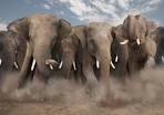 elephant stampede photo | One Big Photo