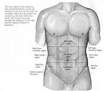 nine regions of <b>abdomen</b>.gif