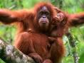 orangutan pronunciation