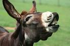 20 Animals You Could Eat But Probably Won't : Discovery News