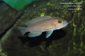 Image result for Neolamprologus ventralis