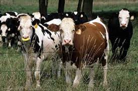 الزراعة تعتمد الاشتراطات الجديدة لاستيراد اللحوم و العجول الحية من الخارج Images?q=tbn:ANd9GcSu4jGodKX8Sing1b0TSmEtiTxcZ8qbgqdSwZs2duuiGLPT7BND