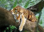 Tiger: The meaning of the dream in which you see the '