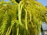 (<b>Lycopodiaceae</b>) detail.jpg