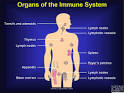 of the <b>Immune System</b>