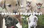 NATIONAL PUPPY DAY | Search Results | The Works