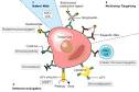 <b>Monoclonal antibodies</b> for