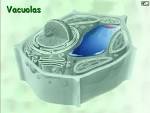 La <b>Vacuola</b>