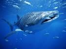 Photo: Whale shark with small