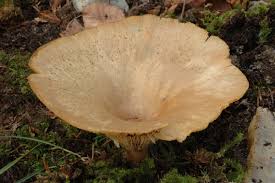 Image result for Clitocybe costata