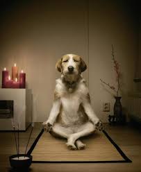Zen Dog Zen Dog