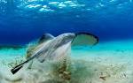 Free island wallpaper picture of a stingray in the Cayman ISLANDS ...