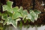 File:<b>Hedera</b> helix Leaves