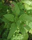 File:<b>Chenopodium ambrosioides</b>