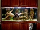Go BIG or Go Home! 3 of the World's Biggest Aquariums - Okeanos ...