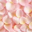 pink rose petals | How To Prune Rose Bushes Trimming