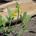 <b>Crotalaria</b> pumila – Low