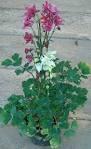 <b>Aquilegia</b> vulgaris (foto
