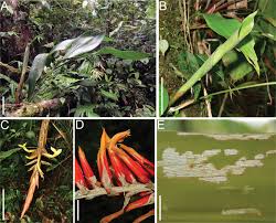 Image result for Pitcairnia arcuata