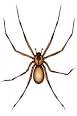 Brown Recluse Bite - Causes�