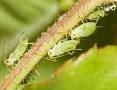 Horticolour : : Pest Guidance