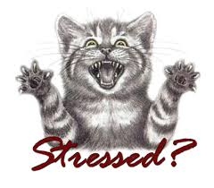 This cat never fails to crack