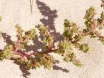 File:<b>Salsola</b> kali flowers.jpg