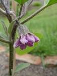 File:<b>Solanum melongena</b>