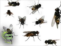 شركة مكافحة حشرات باالرياض0560618963 Images?q=tbn:ANd9GcT6nBHpPcz3pZacYsAAygVrKa4LwXjLTFLETHAMeRqCrX0DaJci