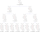 <b>xilosio</b>, arabinosio,
